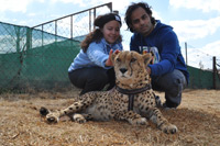 Cheetahs, Lions & Servals