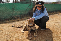 Cheetahs, Lions & Servals