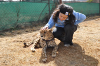 Cheetahs, Lions & Servals