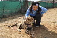 Cheetahs, Lions & Servals