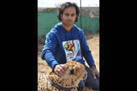 Cheetahs, Lions & Servals