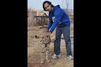 Cheetahs, Lions & Servals