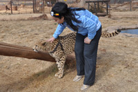 Cheetahs, Lions & Servals