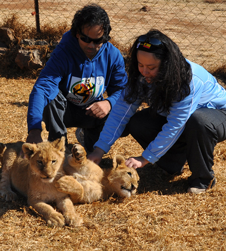 Cheetahs, Lions & Servals - Shubhayan Mukherjee