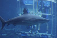 Shark Cage Diving