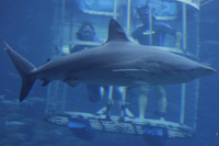 Shark Cage Diving
