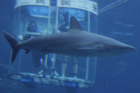 Shark Cage Diving
