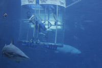 Shark Cage Diving