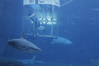 Shark Cage Diving