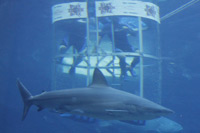 Shark Cage Diving