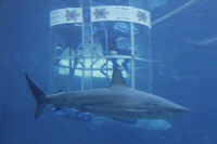Shark Cage Diving
