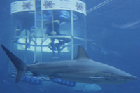 Shark Cage Diving
