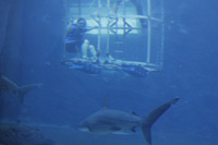 Shark Cage Diving