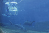 Shark Cage Diving