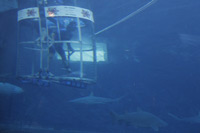 Shark Cage Diving