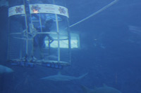 Shark Cage Diving