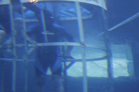 Shark Cage Diving