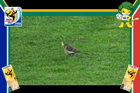 Netherlands vs Spain - World Cup 2010